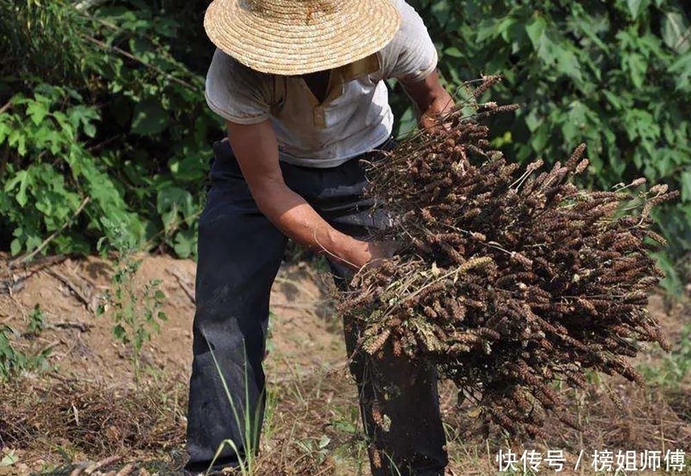 珍珠|过夏至就枯萎，曾是灾年“救命草”，比珍珠珍贵，如今常用于凉茶