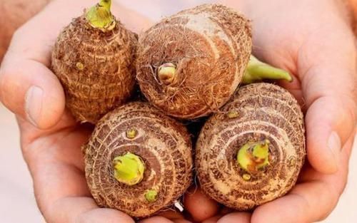 沒(méi)事吃點(diǎn)芋頭,4個(gè)好處收入囊中,不愛(ài)吃的朋友可惜了!