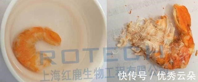 冻干|水产品冻干技术，制作即食脆虾仁冻干生产工艺流程！