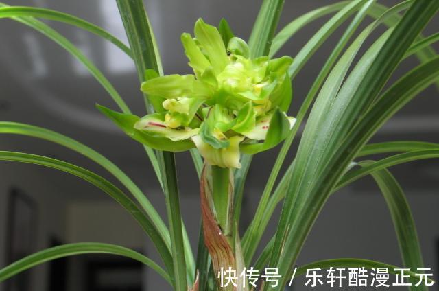 花瓣|春兰香花之王——余蝴蝶，兰香清新淡雅，花色翠绿独特，好养易活