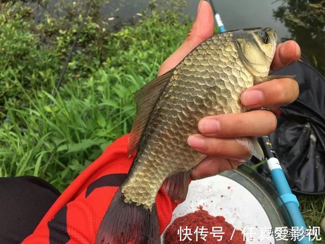 鲢鳙|窝料能把多远的鱼诱过来，3米、5米还是10米？别再被骗了