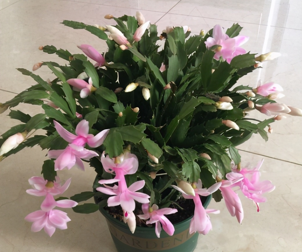 打蔫|害怕蟹爪兰夏季打蔫，告诉你几个关键操作，让它叶片油绿硬挺