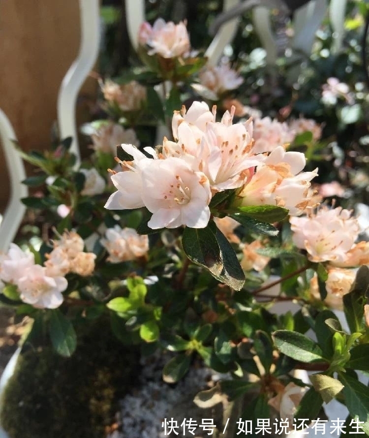 想养好杜鹃,配好土,养好根是关键,别再问为啥掉花掉叶了