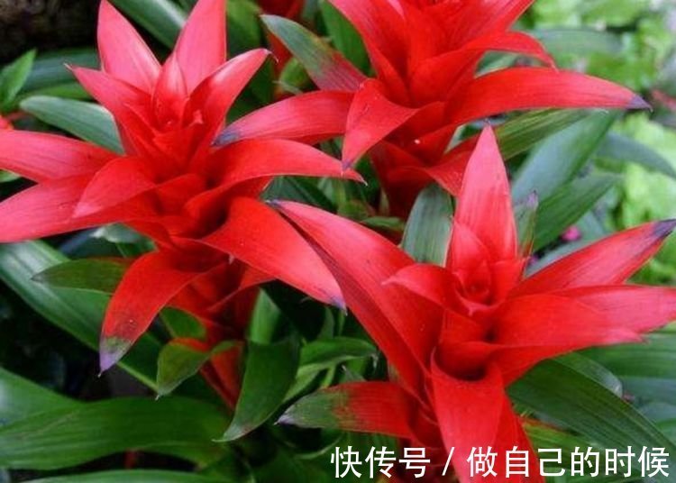 聪明人都养4种花,简单好养、开花多,不费事就能养好!