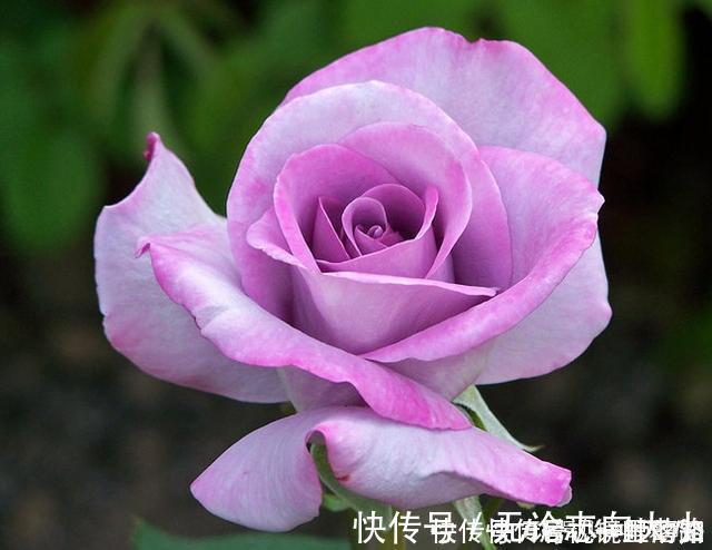 月季|20款紫色月季品种。浓香、抗病非常好养，天然紫色唯美盛开