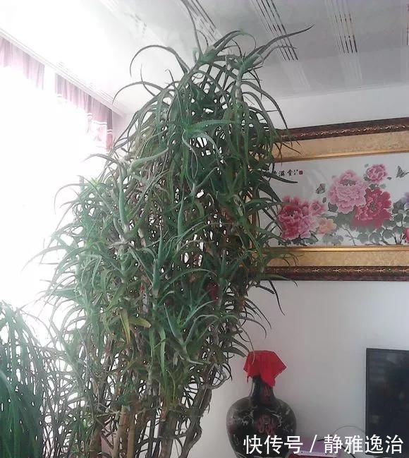 施肥|10年芦荟老桩,做成盆景超级好看,观赏价值特别高