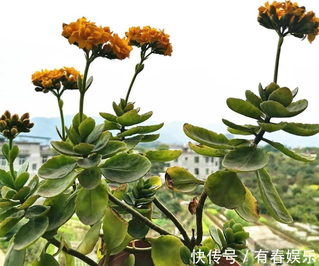 玛格丽特|现在养花要重剪,剃光头,撸光叶,越狠越爆盆