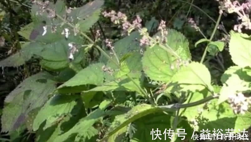 冬凌草|路边不起眼的野草,市场价一斤40元,如今成了农民的“致富草”