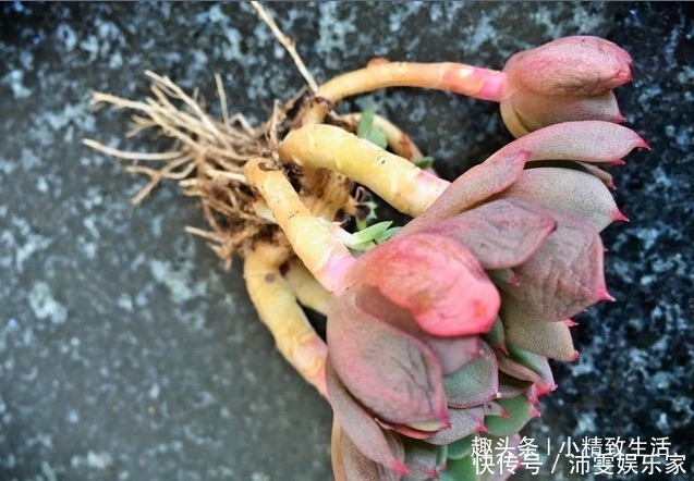 操作方法|多肉上盆,用“干土”还是“潮土”,分2种情况,1张图看清楚