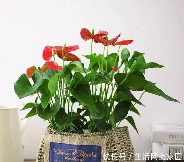 春光明媚,这八种花却不能多晒太阳,一晒就发蔫,赶紧搬屋里躲躲!