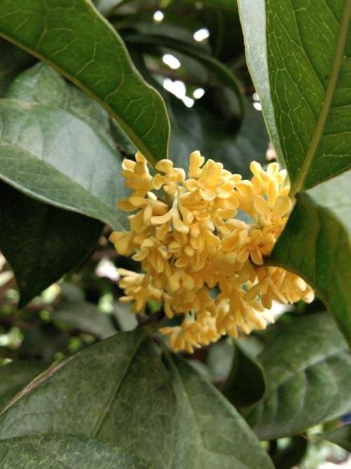 佛手|镇宅辟邪花，适合养家里，平安顺遂好兆头