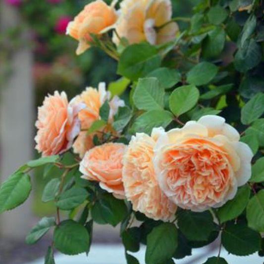 几种花适合新手养,迷人的花朵,开满整个花盆,快养起来吧