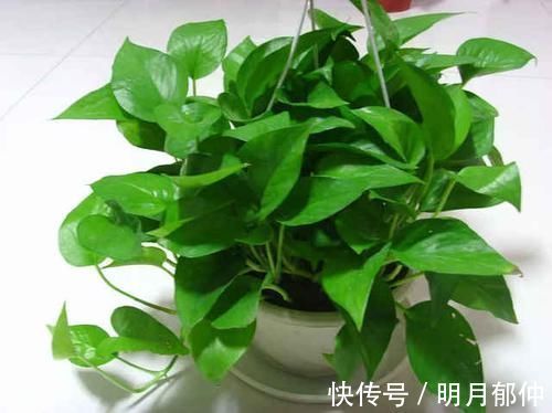 4种花，不喜欢阳光，家中光照不足，照样枝繁叶茂，开花爆盆