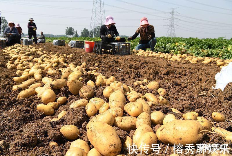 步骤|炒土豆丝时，有的人在第一步就做错了，多加一个步骤，爽脆不发黑