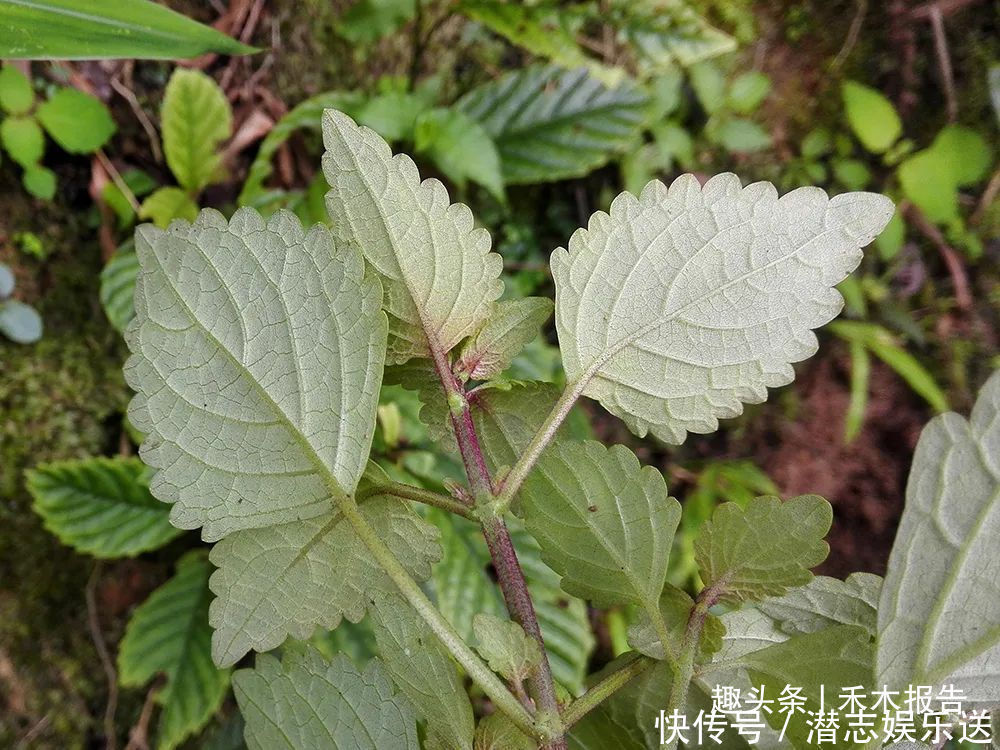 黄草|农村一种野草，人称“肝之草”，是民间“养肝”良方，煲汤是一绝