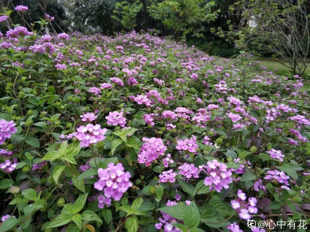 海芋|20种有毒花，出门别乱摘，有小孩的特别注意