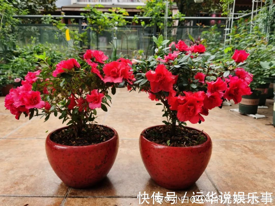 10种花爱喝醋，浇水加点酸，叶子油亮爱开花！