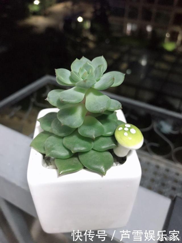 叶子|这种多肉,越浇水越丑,不浇水反而胖成球