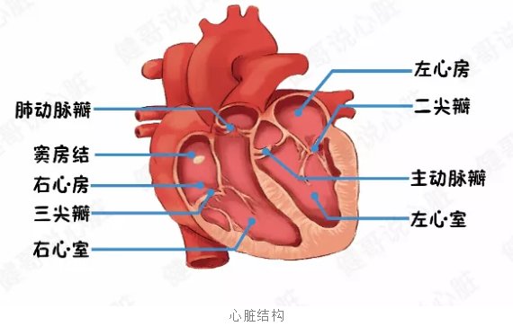 电路|【健哥说心脏】人人都有一座“豪宅”——揭秘心脏结构