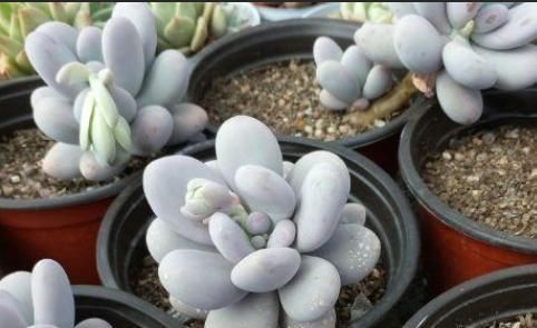 见过这么肥美的多肉吗团圆粉嫩惹人爱,一盆就击中你的心