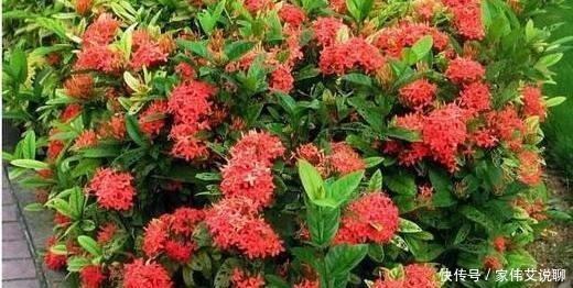 虎刺梅|看一眼就想买回家的花, 好看又好养, 看看它们都是谁!