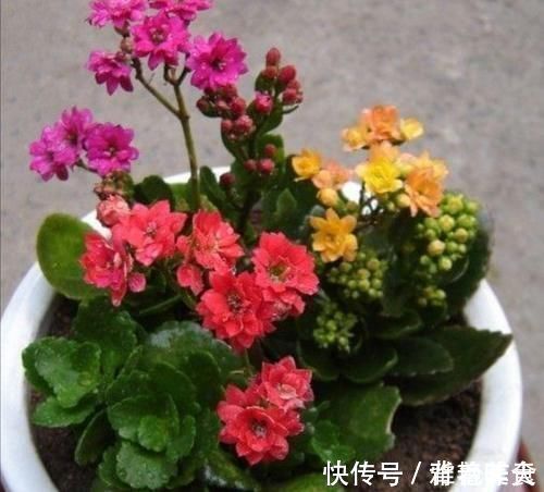 冬天养长寿花,用3个小方法催催花,花团锦簇,色泽鲜艳