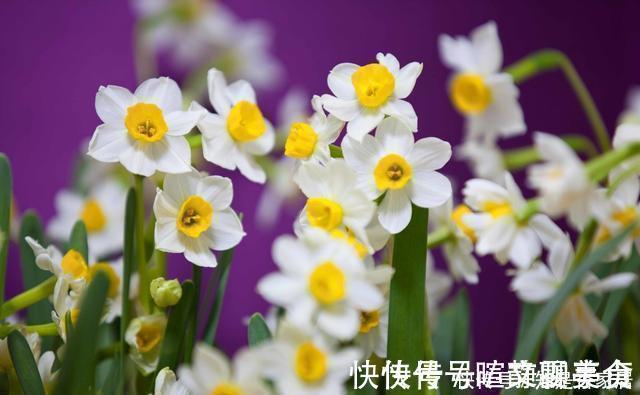 发黄|腊月不可错过的5种富贵花,随便养一盆,富贵上门来