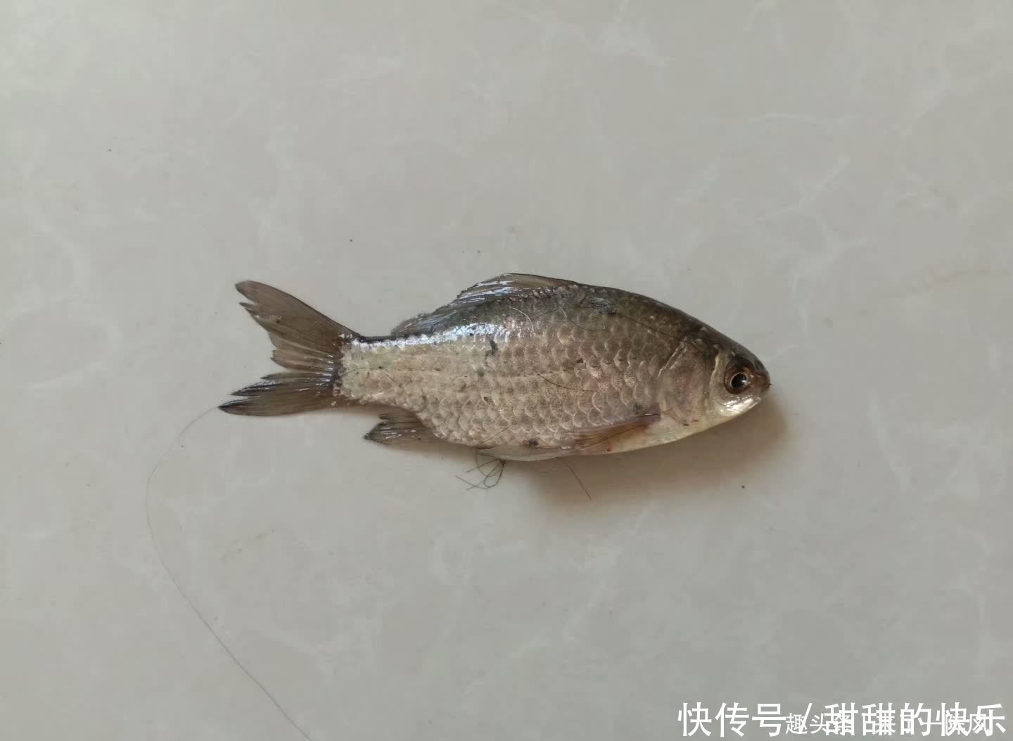 夏季|夏季到来,夜钓的人多了,夜钓要注意这五点