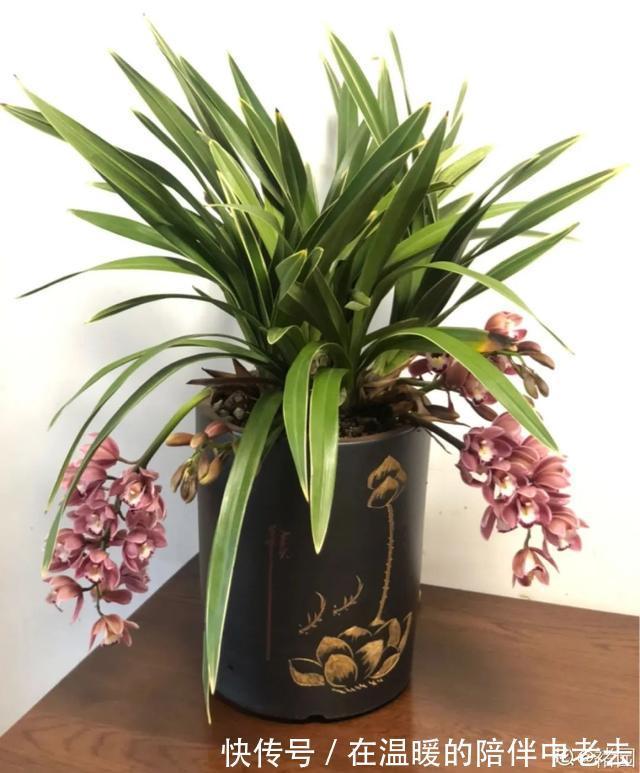 养花技巧公认难养的3种花,高手用经验告诉你,怎样快速开花