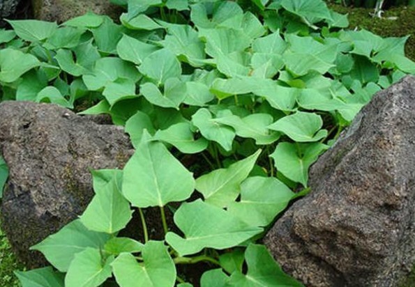 柿子|每天坚持吃口它，半个月排空体内毒素，人年轻了，肚子也平了！