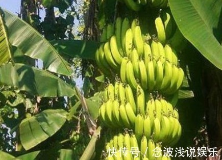技巧|普通黄香蕉缓解贫血，避免感冒，这几个种植技巧你知道吗？