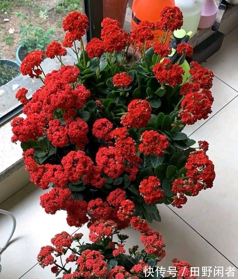 长寿花黄叶子怎么办?两个方法,叶墨绿花开得很灿烂