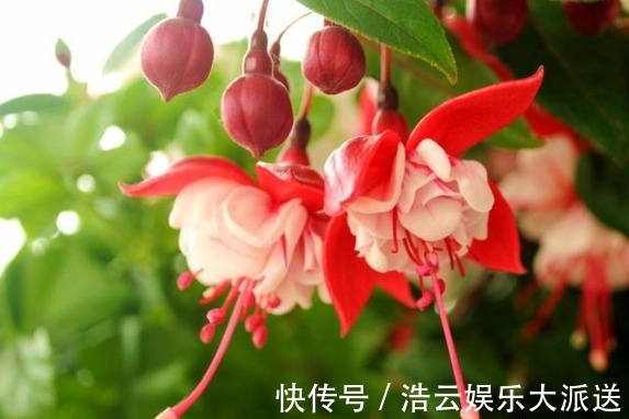 枝条|“这种花”养家里,开花特别多,花期长又漂亮,美过杜鹃、茶花