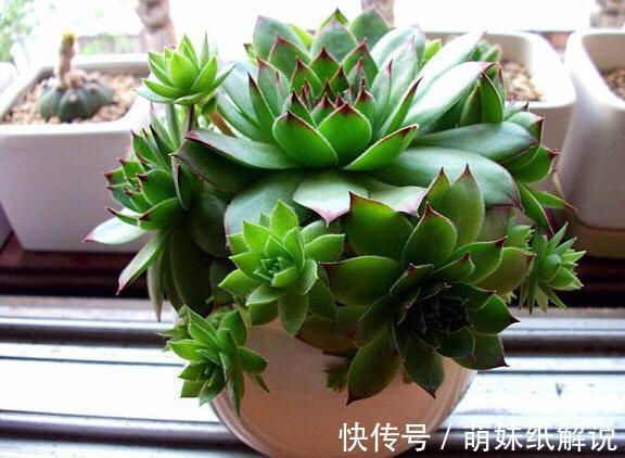 养花坏习惯''害了''家里的盆栽摆脱4个臭毛病，个个越长越旺