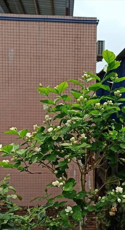 漂亮|4种漂亮花，开完花剪一波，旁边冒侧芽，下一茬花更多