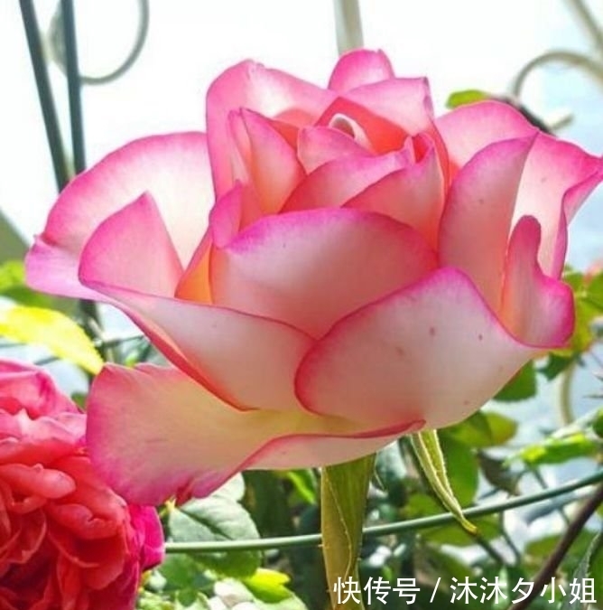 4种花很漂亮,好养易活能爆盆,比绿萝好养,花开不断怒放全年