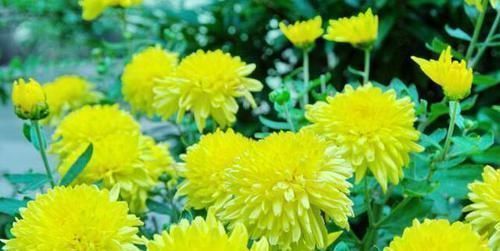 白居易|元稹最独特的一首诗,看似平淡无奇却暗藏玄机,最后7字惊艳千古