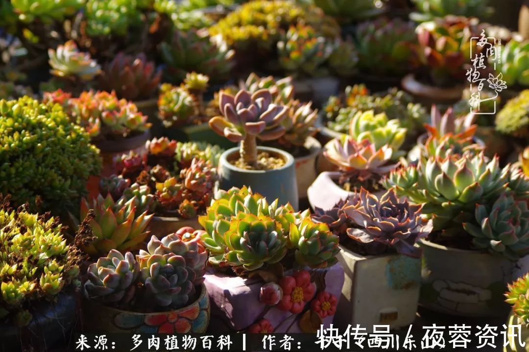 夏天|夏天日晒雨淋,秋老虎来势汹汹,你的多肉准备好逆袭了吗