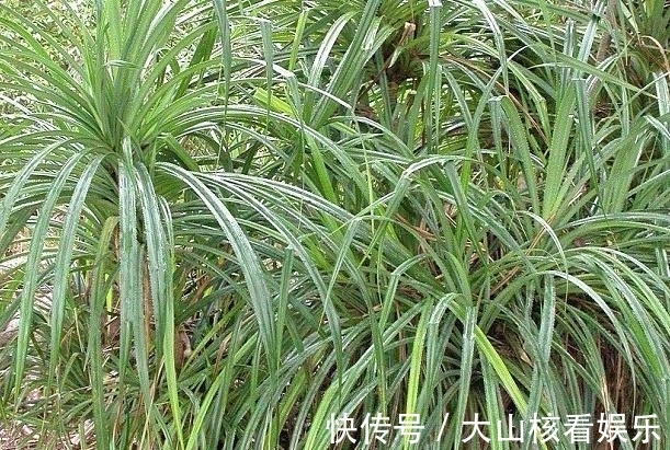 利比里亚|找到这种植物就能找到钻石？被称为钻石指南针，下次碰见可别放过