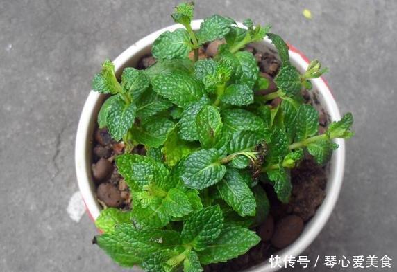 治病|喜欢盆栽这3款植物就赚大了,既能观赏又能治病,堪称天然药箱