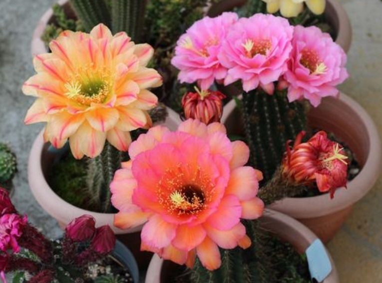 养花就养这几款,比牡丹美,比绿萝好养,开花一茬接一茬!