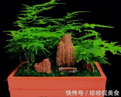 叶片|养好文竹掌握4个要点,轻松告别干尖黄叶,郁郁葱葱一大丛