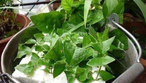 5种花开完后，剪下的枝条不要扔，活性高适合扦插，一插一大盆