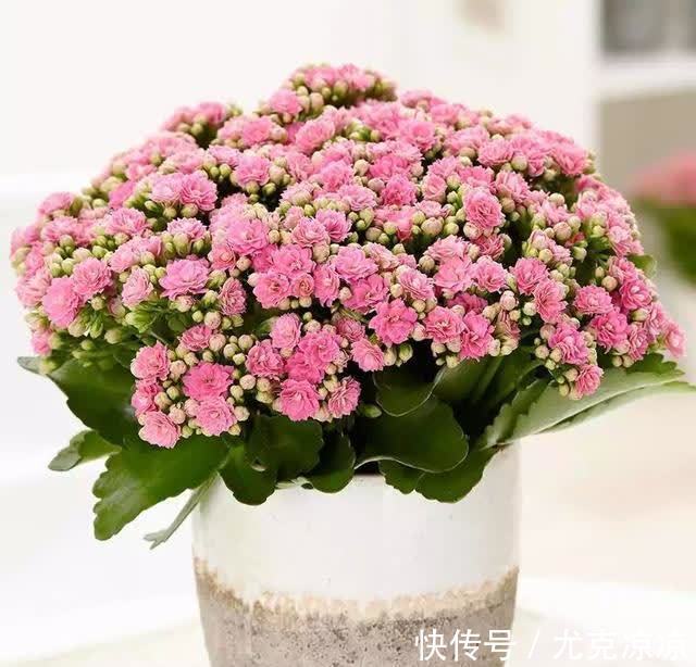 温馨|5种养人花,建议卧室养一盆,促睡眠“养精神”,温馨又大气