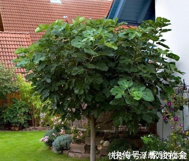 家有小院子，不要错过“3种果树”，寓意好，能观赏，还能摘果子