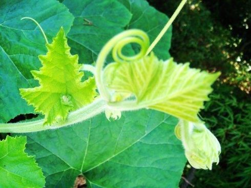 南瓜藤|这种瓜的叶子是个宝，降压、戒烟、打结石，可惜知道的人太少了