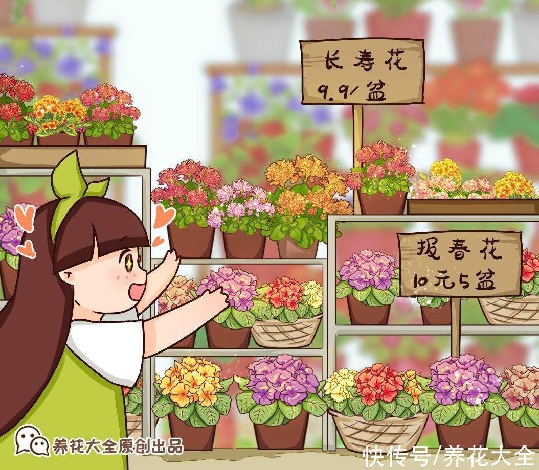 12月逛花市，买3种便宜花，10块钱能买3盆