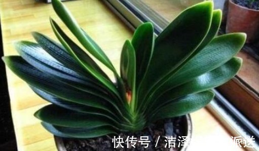 养君子兰用“1种液体磷”，用上4－5滴，叶片宽又亮，花开得多