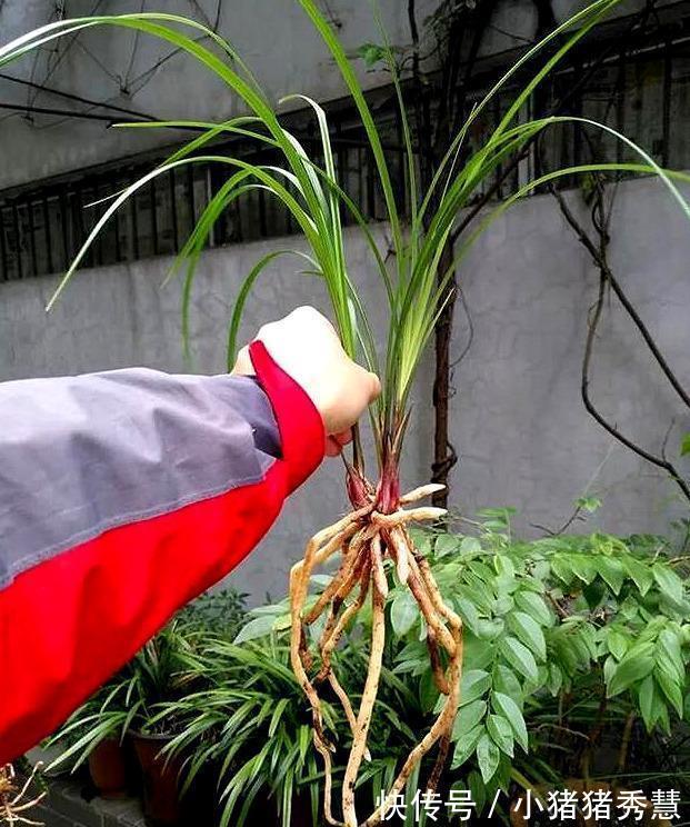 朋友们|养兰花是“大坑”这3种养护秘籍学会了,还愁兰花不爆盆