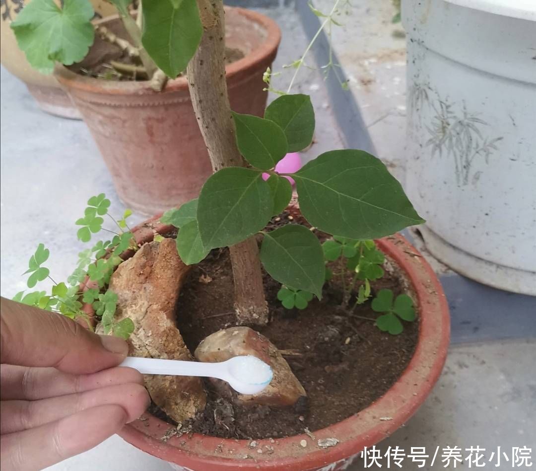 秋天|秋天让三角梅开花，只需给它做好这3点，开花又多又鲜艳